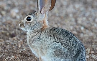 Картинка кролик, заяц, профиль