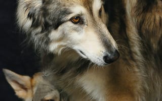 Картинка волки, хищник, взгляд