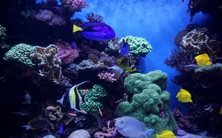 Картинка аквариум, рыбы, водоросли