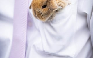 Картинка кролик, заяц, милый