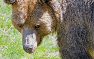 Картинка медведь, морда, хищник