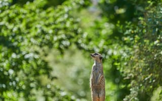 Картинка сурикат, животное, профиль