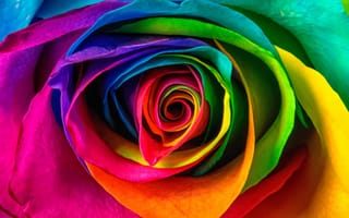 Картинка роза, лепестки, разноцветный