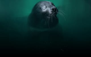 Картинка морской котик, животное, милый