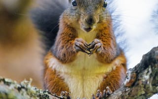 Картинка белка, грызун, животное