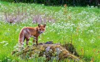 Картинка лиса, хищник, морда