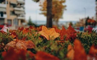 Картинка листва, осень, макро