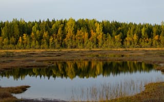 Картинка деревья, озеро, отражение