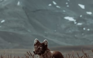 Картинка писец, зверь, милый