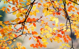 Картинка ветки, листья, осень