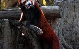 Картинка красная панда, высунутый язык, милый