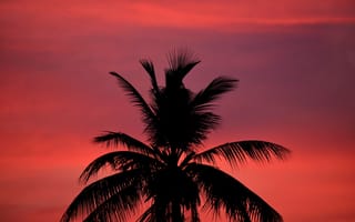 Картинка пальма, силуэт, закат