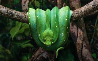 Картинка змея, рептилия, зеленый