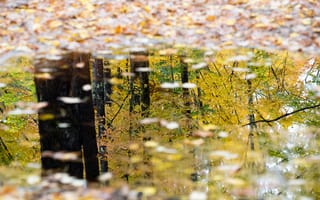 Картинка лужа, отражение, осень