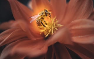 Картинка пчела, цветок, макро