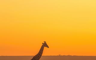 Картинка жираф, животное, сафари