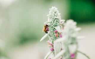 Картинка пчела, насекомое, цветок