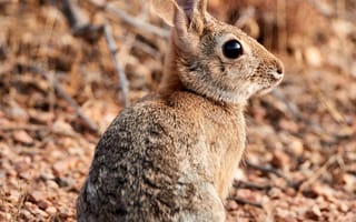 Картинка кролик, заяц, животное