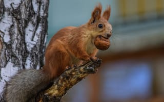 Картинка белка, грызун, взгляд