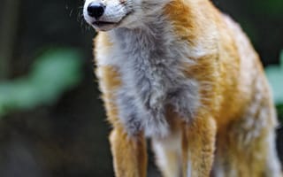 Картинка лиса, хищник, взгляд