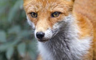 Картинка лиса, хищник, взгляд