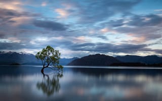 Картинка дерево, отражение, озеро