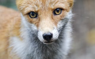 Картинка лиса, хищник, морда