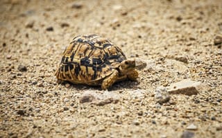 Картинка черепаха, панцирь, песок