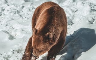 Картинка медведь, бурый медведь, хищник