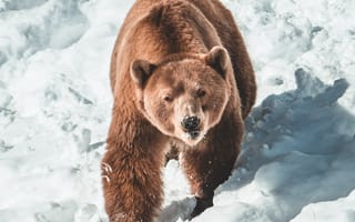 Картинка медведь, бурый медведь, хищник