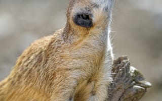 Картинка сурикат, грызун, животное