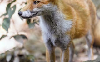 Картинка лиса, хищник, морда