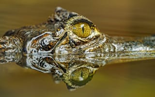 Картинка крокодил, глаз, хищник