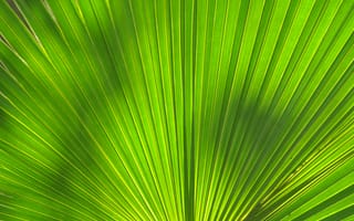 Обои лист, полосы, пальма