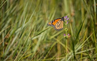 Картинка бабочка, крылья, трава