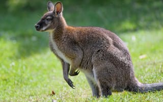 Картинка кенгуру, животное, профиль