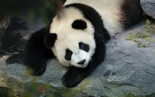 Картинка панда, милый, животное