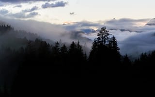 Картинка лес, туман, ель