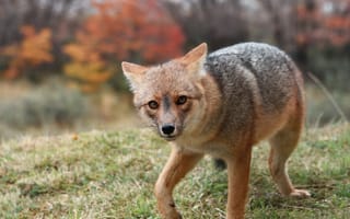 Картинка лиса, хищник, взгляд