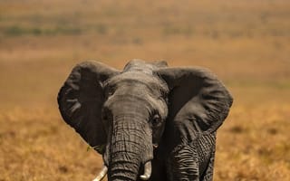 Картинка слон, бивни, детеныш