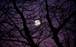 Картинка луна, ветки, дерево