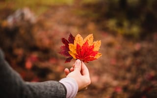 Картинка листья, осень, рука