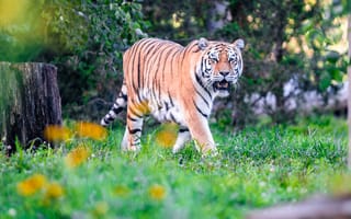 Картинка тигр большая кошка, взгляд, хищник