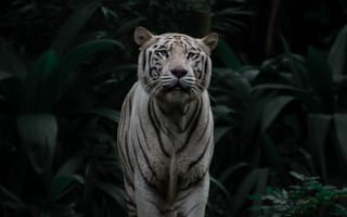 Обои бенгальский тигр, тигр, большая кошка
