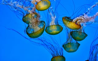 Обои медузы, щупальце, подводный