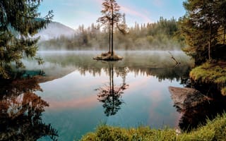 Картинка дерево, озеро, ветки