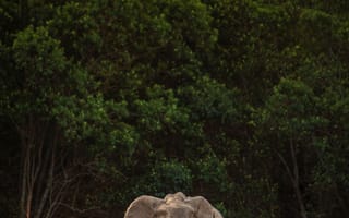 Картинка слон, сафари, животное