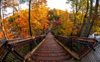 Картинка лестница, осень, деревья