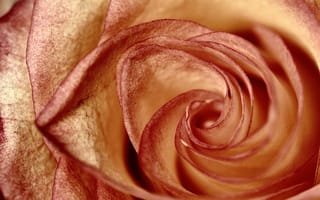 Картинка роза, лепестки, цветок