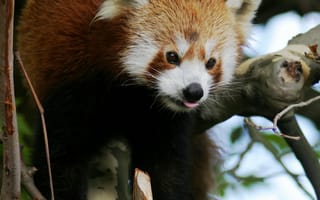 Картинка красная панда, животное, высунутый язык